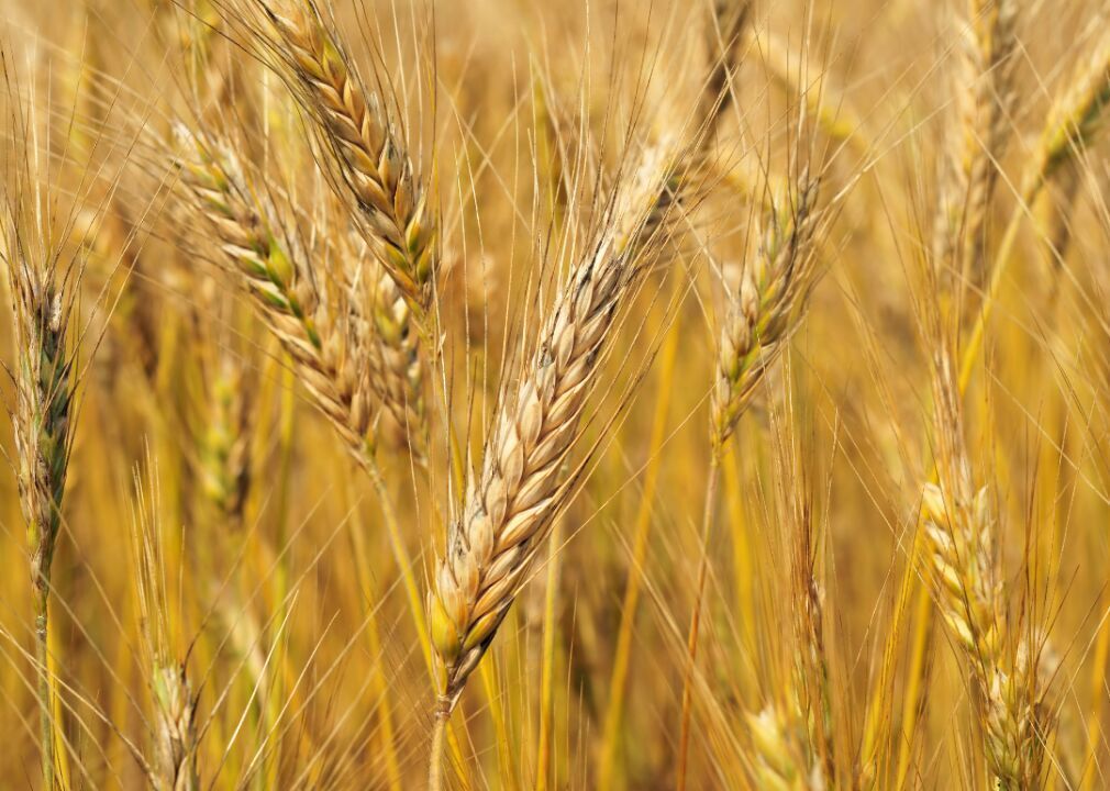 #5. Barley